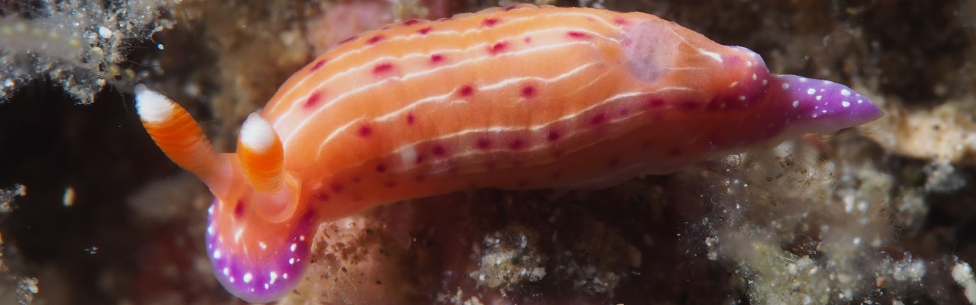 Hypselodoris maculosa